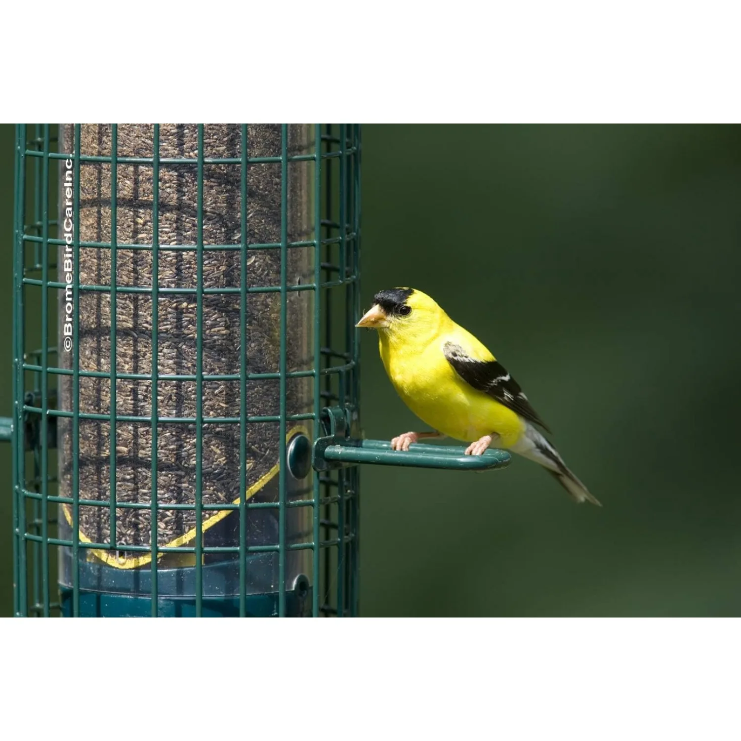Squirrel Buster Finch Squirrel-proof Bird Feeder W/4 Metal Perches & 8 Feeding Ports 2.4-pound Thistle/Nyjer Seed Capacity
