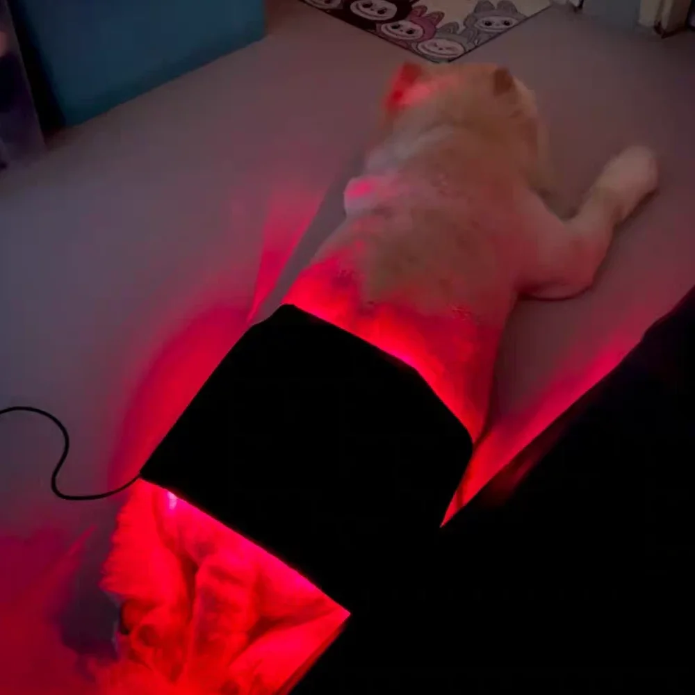 Professional Veterinary Red Light Therapy, LED Device for Dog Joint Pain Relief and Recovery