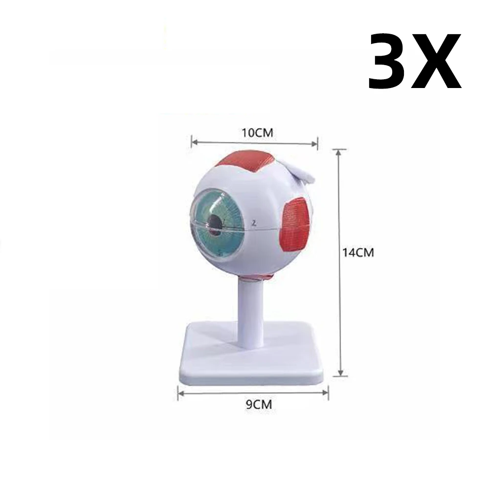 Human Organs Teaching Prop Eyeball Anatomy Model For Eye Diseases Study 6X 3X Human Eye Anatomy Model