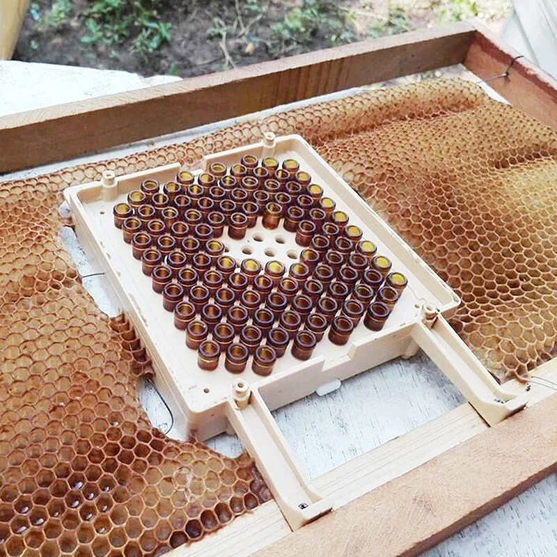 

Karl Jenter Queen Rearing Larva Education Starter Bee Breeding Full Set for Apiculture Beekeeping Jenter Queen Rearing Kit