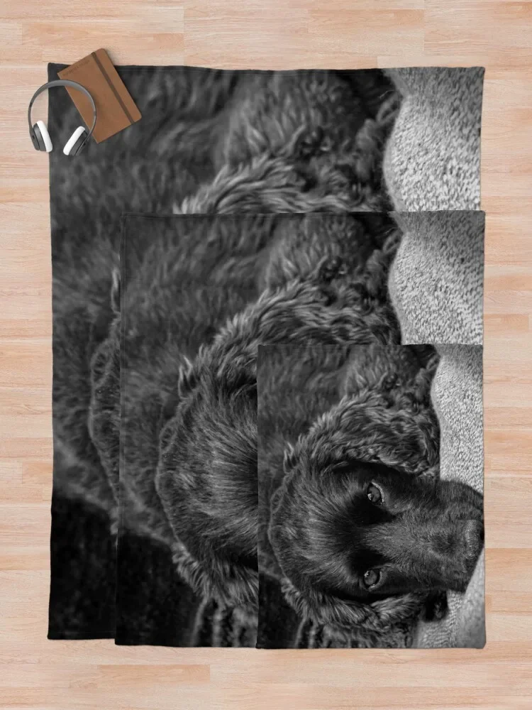 Bob the Dog ������ ���, ��� ����, ������ �ܿ� ���