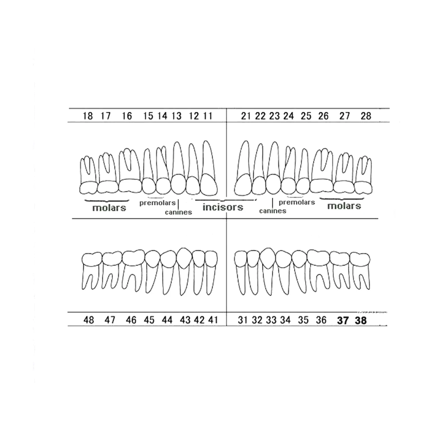 Dental Teeth Model Screw-in Replacement Teeth Compatible NISSIN 500 Type For Dentistry Preparation Training Teach Resin Material