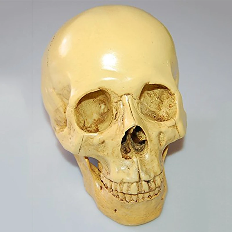 

2X Model 1: 1 Resin Human Skull Anatomical Teaching Decoration Yellow