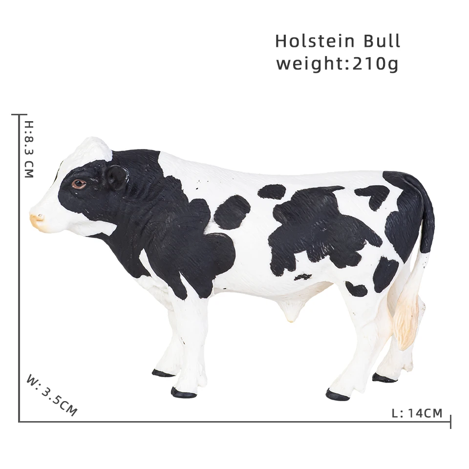 Holstein Bull