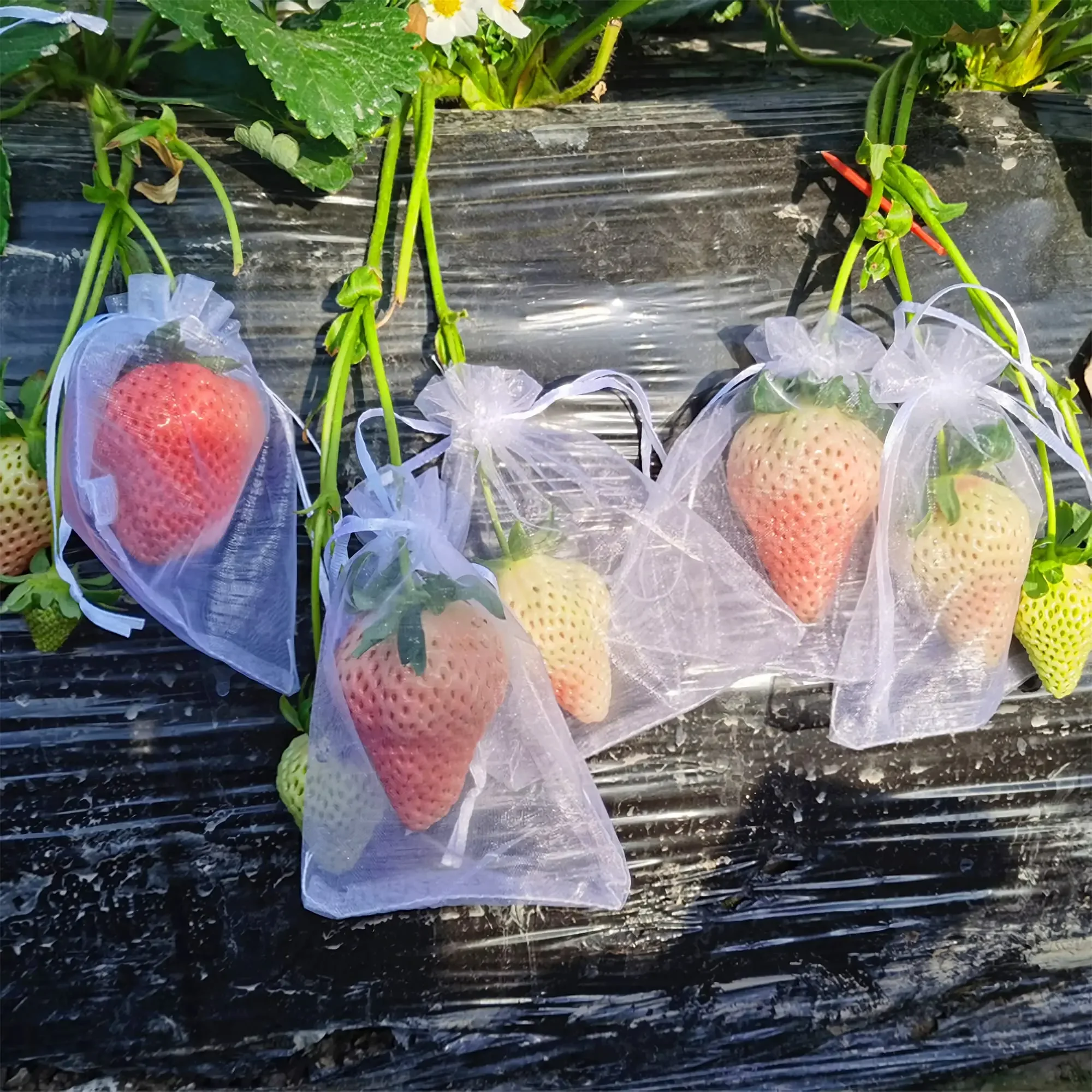 20 Stück Gemüse Trauben Obst wachsen Taschen Obsts chutz beutel Garten Anti-Vogel-Netz Netz beutel Erdbeer beutel Gartengeräte