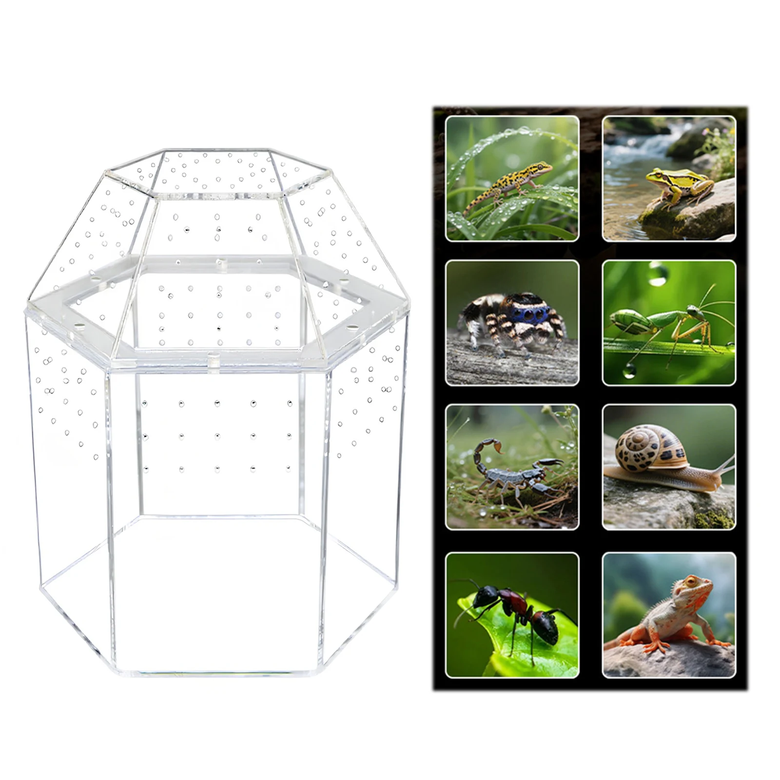 Jumping Spider Enclosure Acrylic Terrarium Habitat All-Side Ventilation Reptile Breeding Box Ventilated for Frog Cri