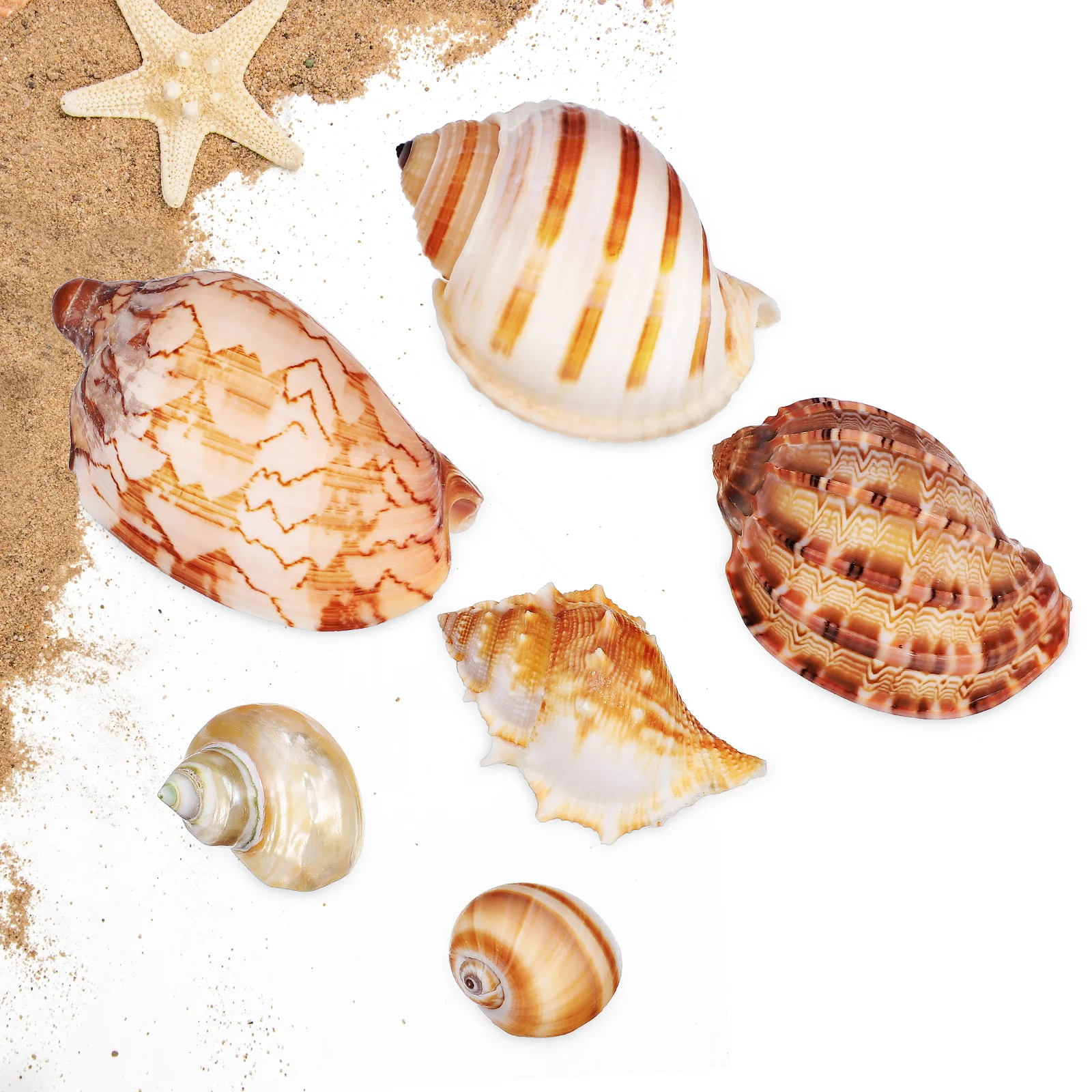 

6 Pcs Fish Tank Accessories Shell Conch Decoration Aquarium Natural Crafts Shells For Travel