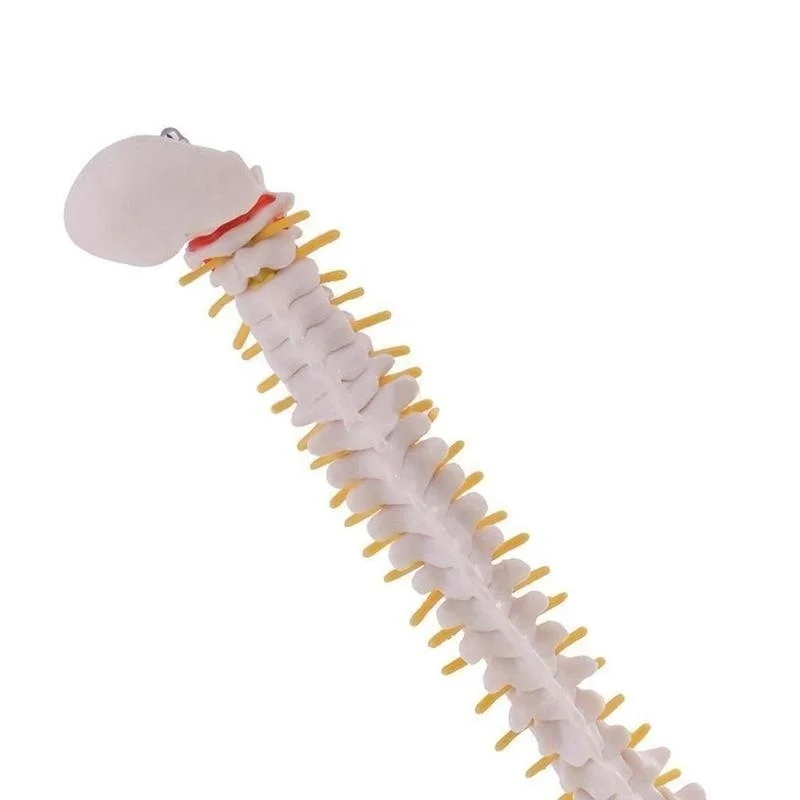 45cm Vertebral Column Human Spine Anatomy Model Skeleton Medical Science Teaching Resources