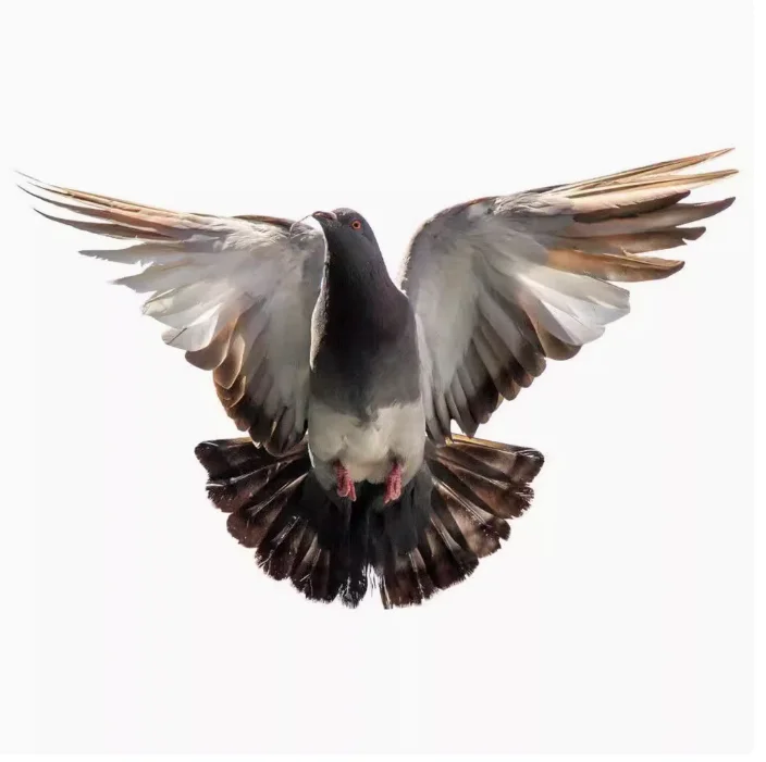 היונה שלום מדבקות קיר לסלון חדר שינה חדר אמבטיה ויניל המדבקות ויניל קישוט הבית אביזרים קיר