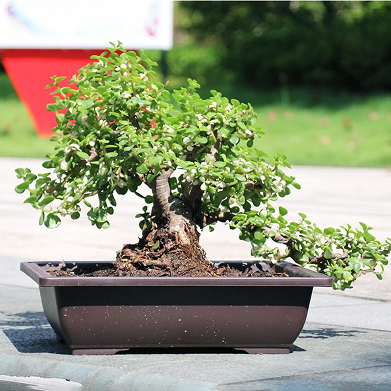 1PC Plastic Flower Pot Balcony Square Flower Pot Bonsai Bowl Nursery Imitation Rectangle Nursery Basin flower pot plant pot
