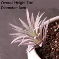 FP Mini Ling Jiao Ca