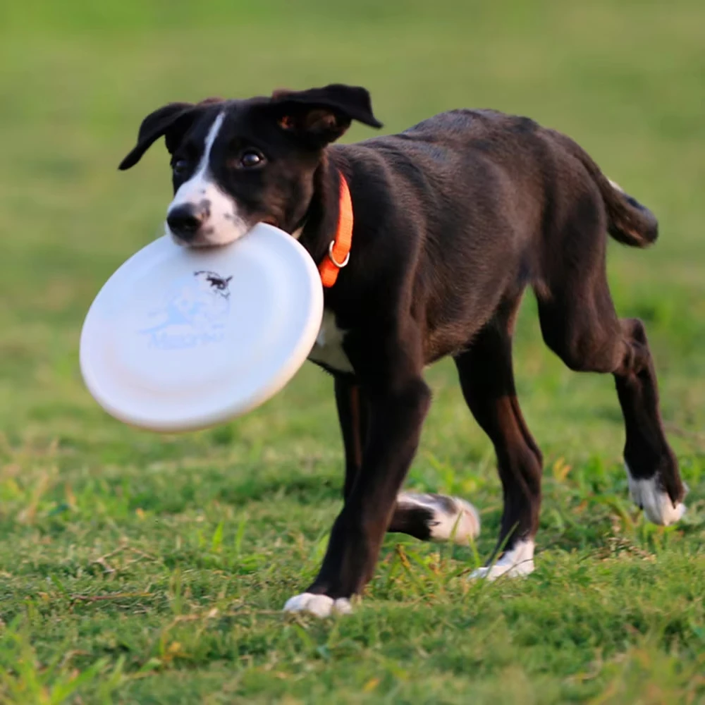 Durable Dog Training Disc - Lightweight, Easy-Catch Toy for Puppies & Adult Dogs, Essential Training Aid