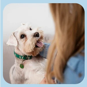 dog bells for door puppy bell for potty training potty bells training bells for puppies