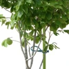 50/100PCS Plastic Plant Ties Reusable Fastener Greenhouse Grow Kit For Garden Tree Tomato Vines Climbing Multi-Function Clip 5
