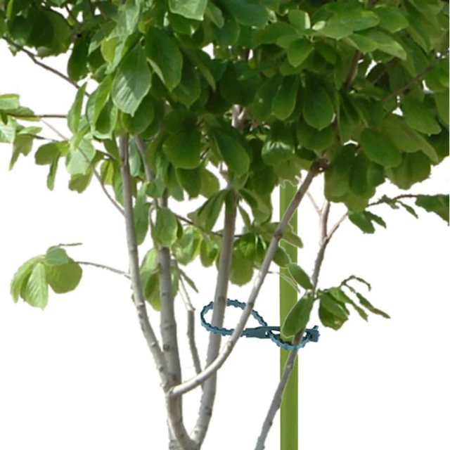 50/100PCS Plastic Plant Ties Reusable Fastener Greenhouse Grow Kit For Garden Tree Tomato Vines Climbing Multi-Function Clip 5