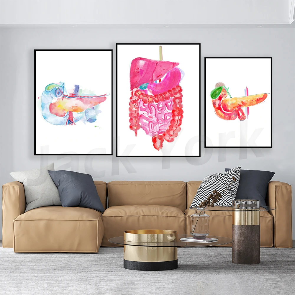 Abdominal Anatomy,Gastrointestinal Art, Gastroenterology Art, General ...