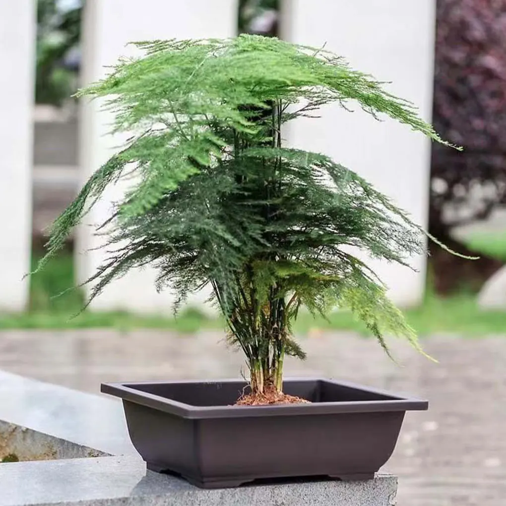 Blumentöpfe Bonsai Sukkulenten Kindergarten Becken Nachahmung lila Sand Desktop atmungsaktiv Topf für Balkon Pflanzt opf