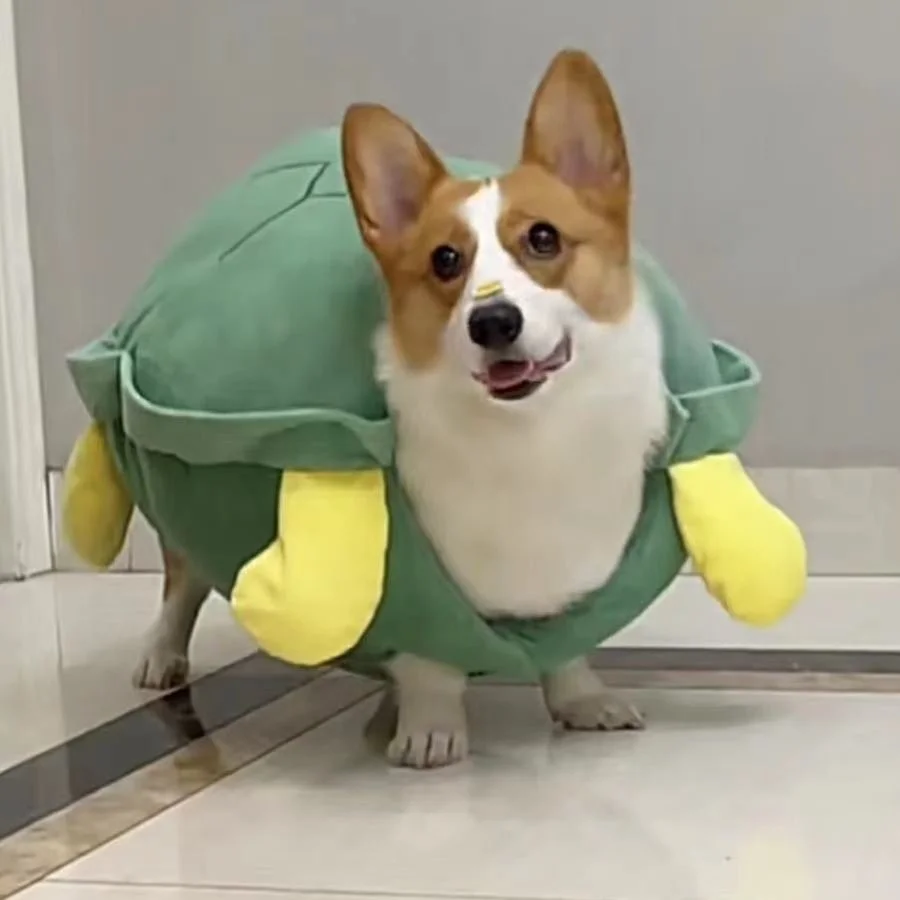 강아지 거북이 쉘 의류 애완 동물, 작은 강아지 곰, 테디, 보헤미아, 하이츠, 코키 거북이 의류, 할로윈 애완 동물 코스튬, 가을 및 겨울 Best5 강아지 거북이 쉘 의류 애완 동물, 작은 강아지 곰, 테디, 보헤미아, 하이츠, 코키 거북이 의류, 할로윈 애완 동물 코스튬, 가을 및 겨울 Best5