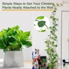 Invisible Plant Climbing Wall Fixture Clips 10-50Pcs PcsRattan Vine Bracket Fixed Buckle Leaf Clips Traction Holder Garden 2