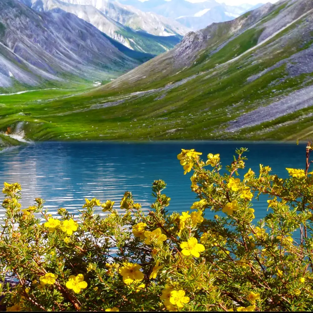 Курильский tea (50g). Of Eastern саян tea phyto курильский herbal