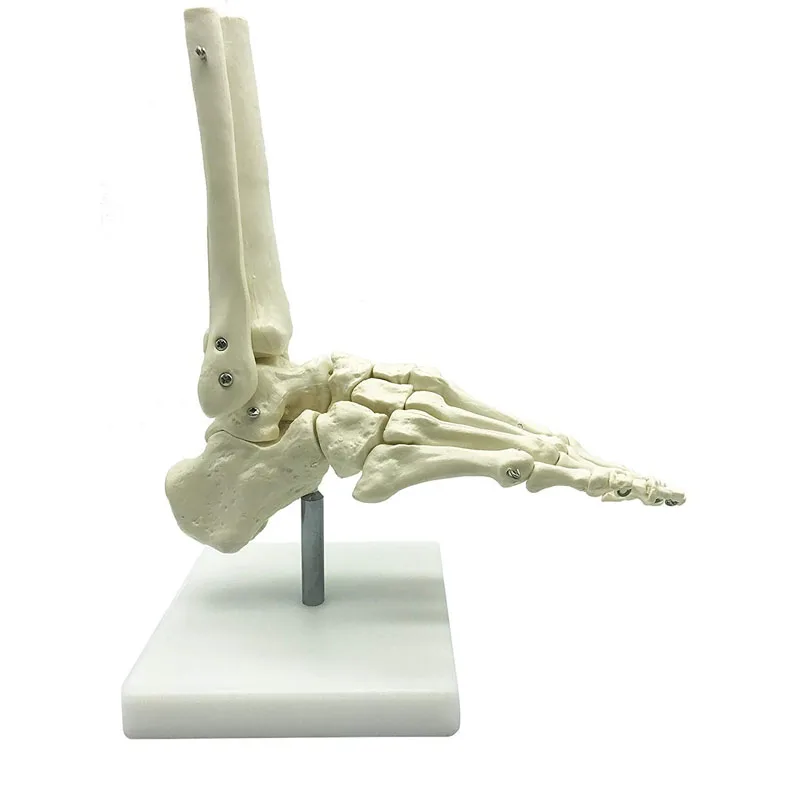 1:1 Lifesize Human Foot Skeleton Anatomy Model Medical Science Teaching Resources