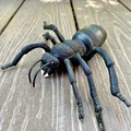 Ant