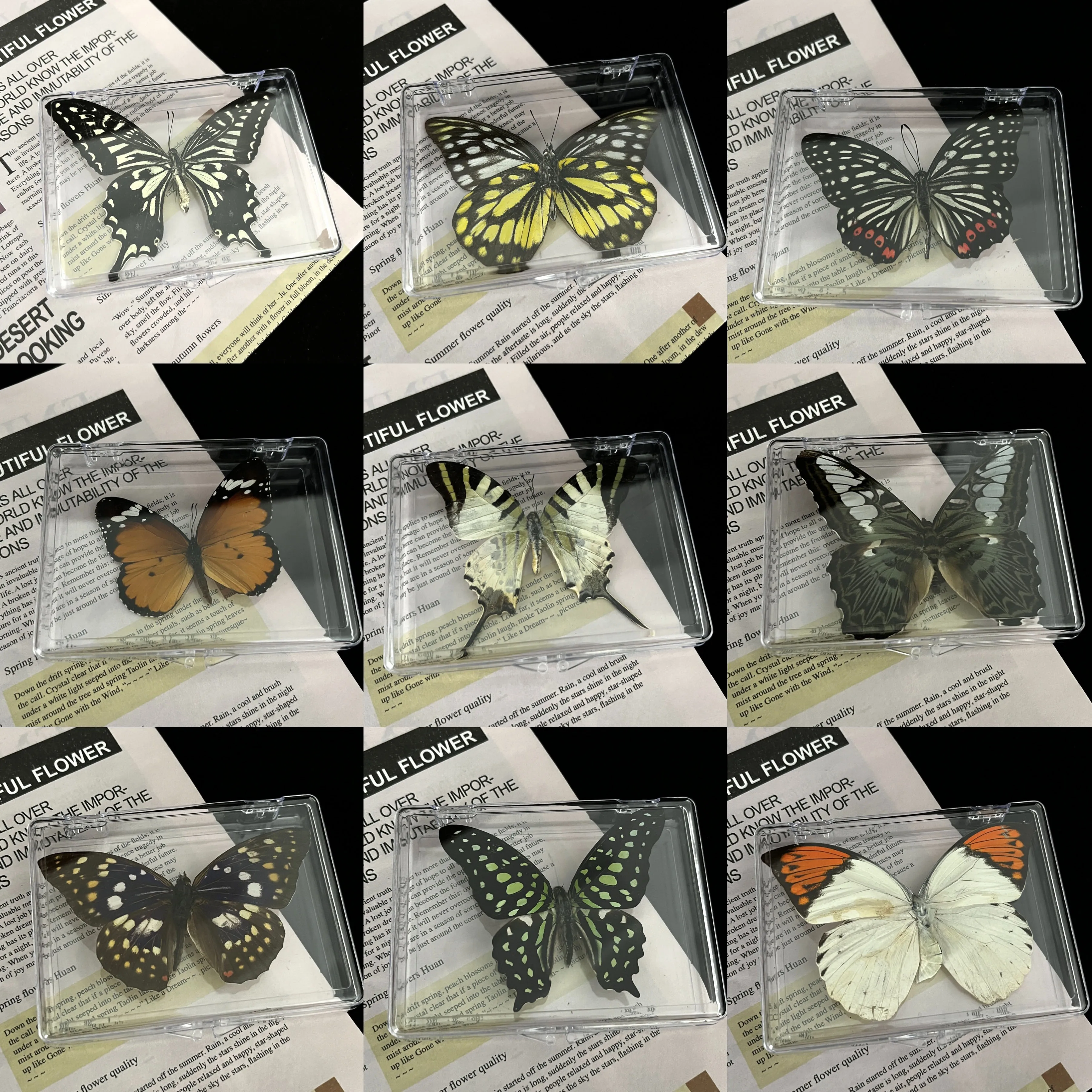 5pcslotNaturalRealButterfliesCraftGiftExquisiteInsectSpecimen