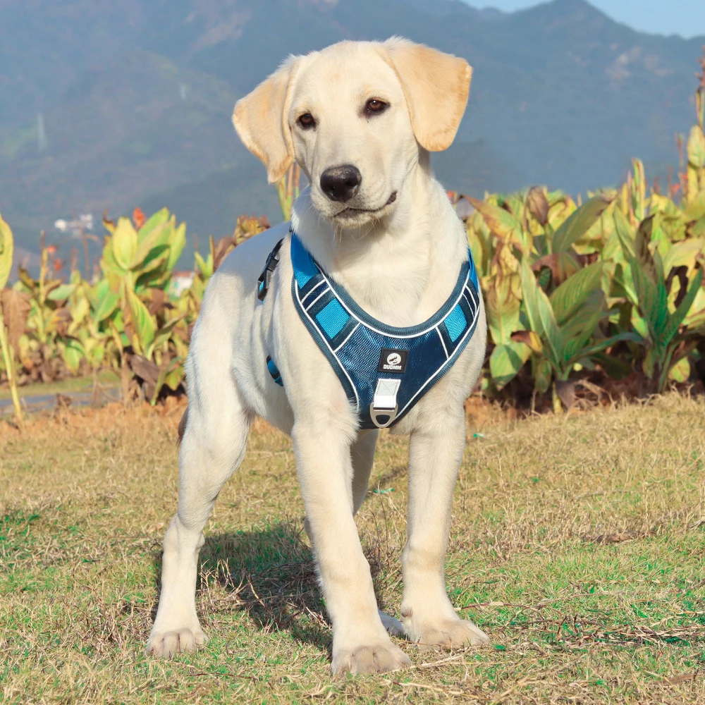 Dog Harness Image 11