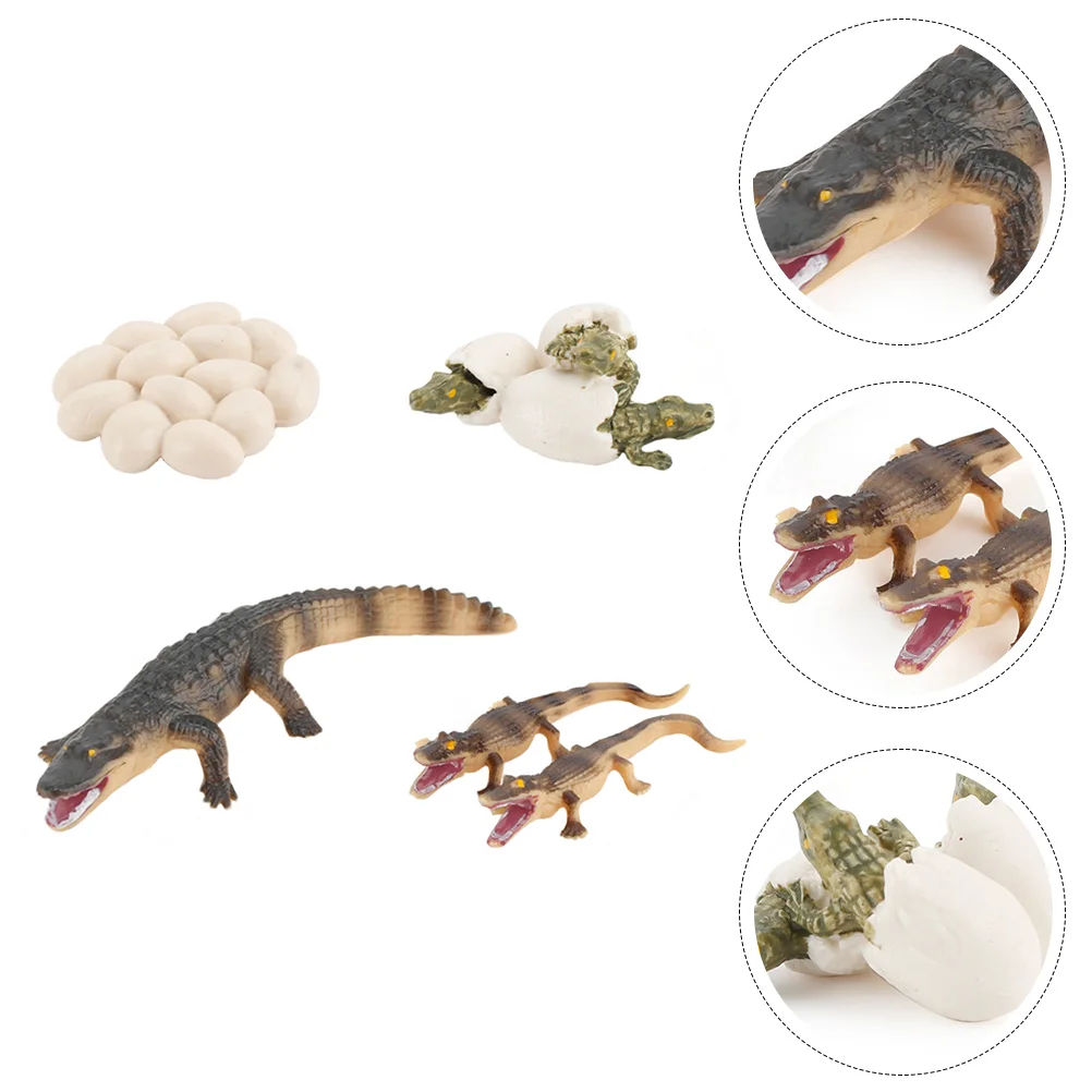 

1 Set Crocodile Life Cycle Toys Crocodile And Eggs Figurines Model Life Cycle Figurines Toys Educational Toys for Kids Toddlers