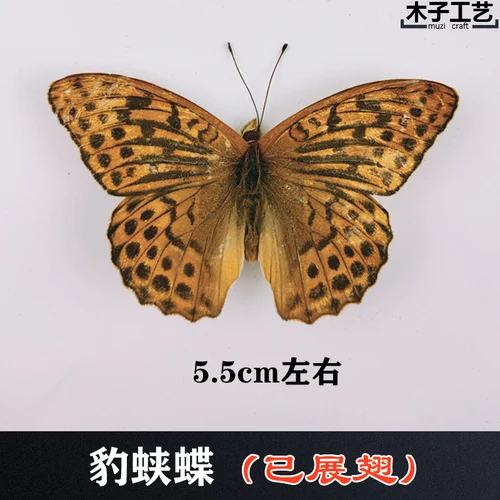 Real Butterfly Specimen Insect Specimen Teaching Specimen DIY Self-sealing Bags Optional Varieties  home accessories 