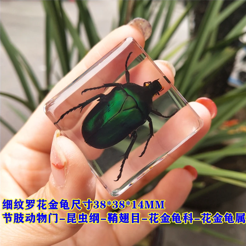 Real Insect Small Animal Square Resin Real Insect Scarab Spider Beetle Apply To Specimen Teaching Gift Box Home Decor 2