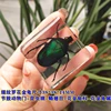 Real Insect Small Animal Square Resin Real Insect Scarab Spider Beetle Apply To Specimen Teaching Gift Box Home Decor 2
