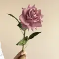 Peach pink