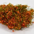 Orange red   5g