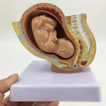 Life-Size Pregnancy Model 1