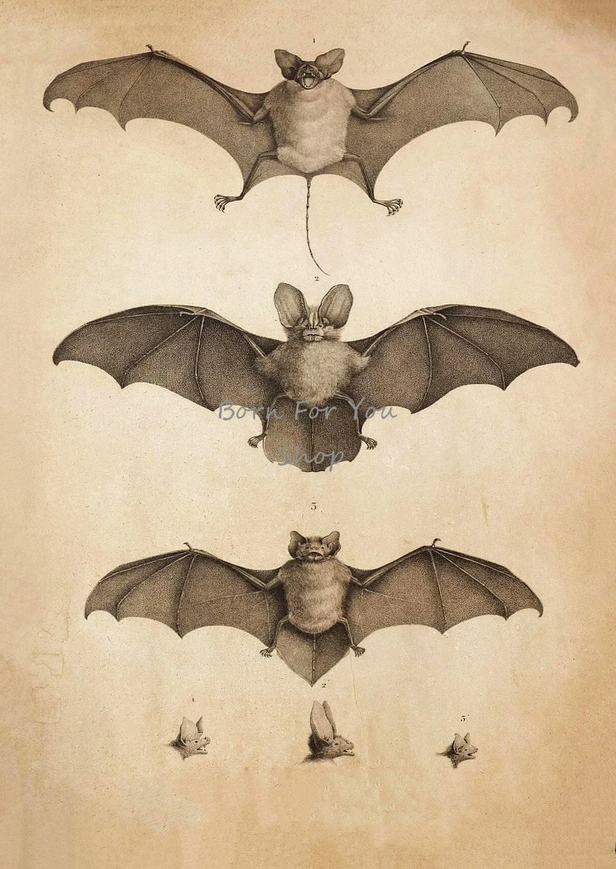 Bat Species Sizes Comparison Canvas Wall Art Gothic Nature Print No Frame Decor