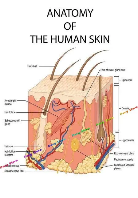 Affiche D'anatomie Du Visage, Muscles Et Veines Du Visage, Peau