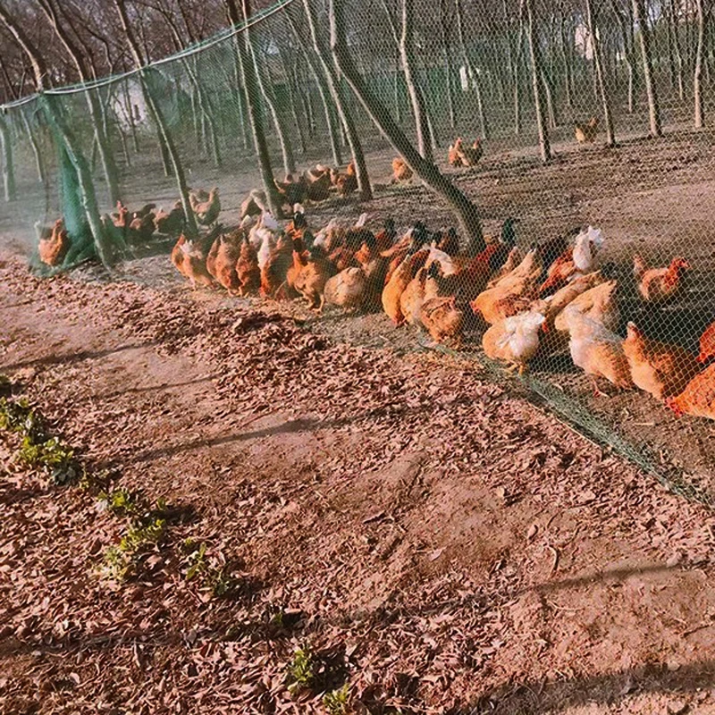 2.4x20 50M Chicken Fence Mesh Outdoor Bird-Proof Net Gardening Poultry Fencing