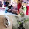2pcs Pet Dog Cat Chew Toys- Braided Rope Ball Interactive Tug-of-War with Texture Surface,Suitable for Small/Medium/Large Dogs 5