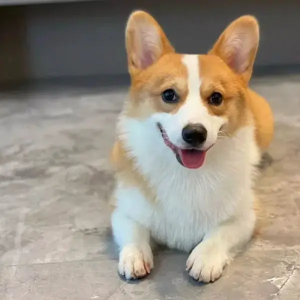 Cute Pet Supply Store Store