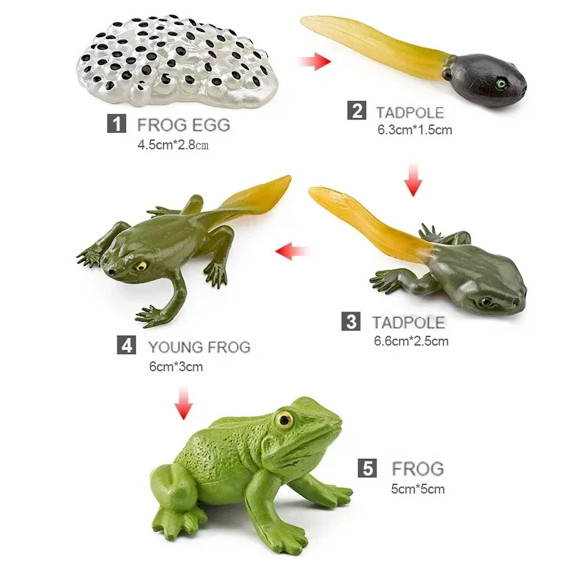 Simulated small animal model toy growth life cycle frog turtle chicken Montessori aids preschool cognitive Toys 3