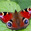 Real Butterfly specimen Dragonfly insect original butterfly without wing spreading triangle bag variety multi handicraft 3