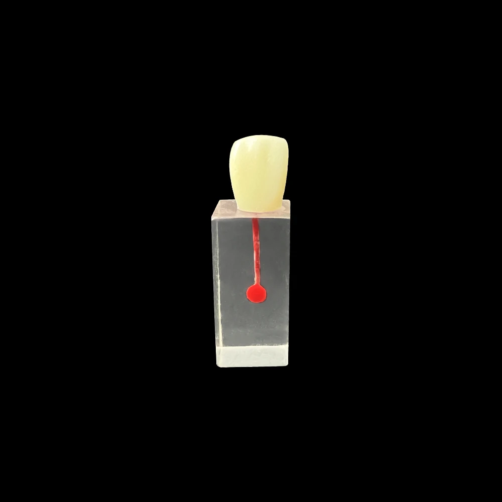 6개입 치과 근관 치료 훈련 블록 치아 근관치료 실습용 레진 RCT 데모 모델 치과 실험실 제품