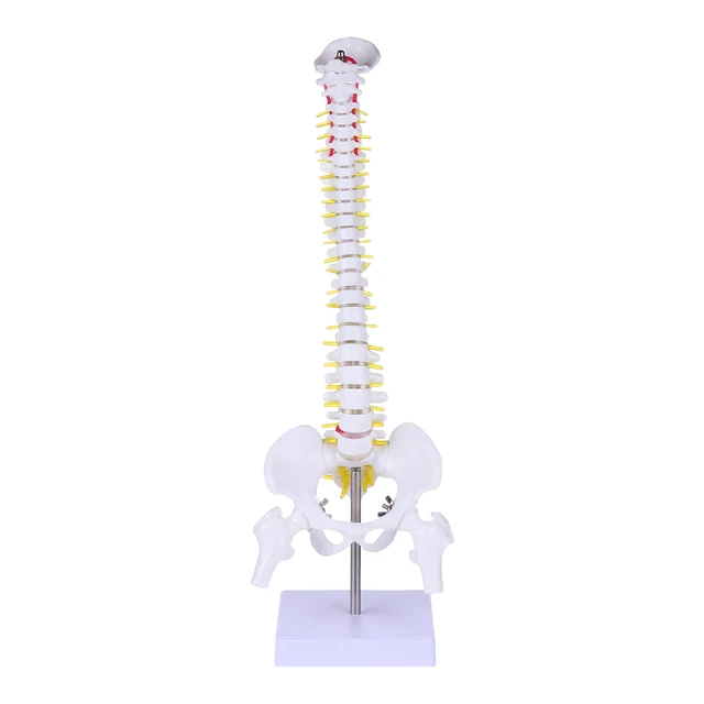 Human Spine Model, Life Size 34 Inch Spine Model, Flexible Spine Anatomical  Model with Vertebrae, Cervical Spine, Lumbar Spine