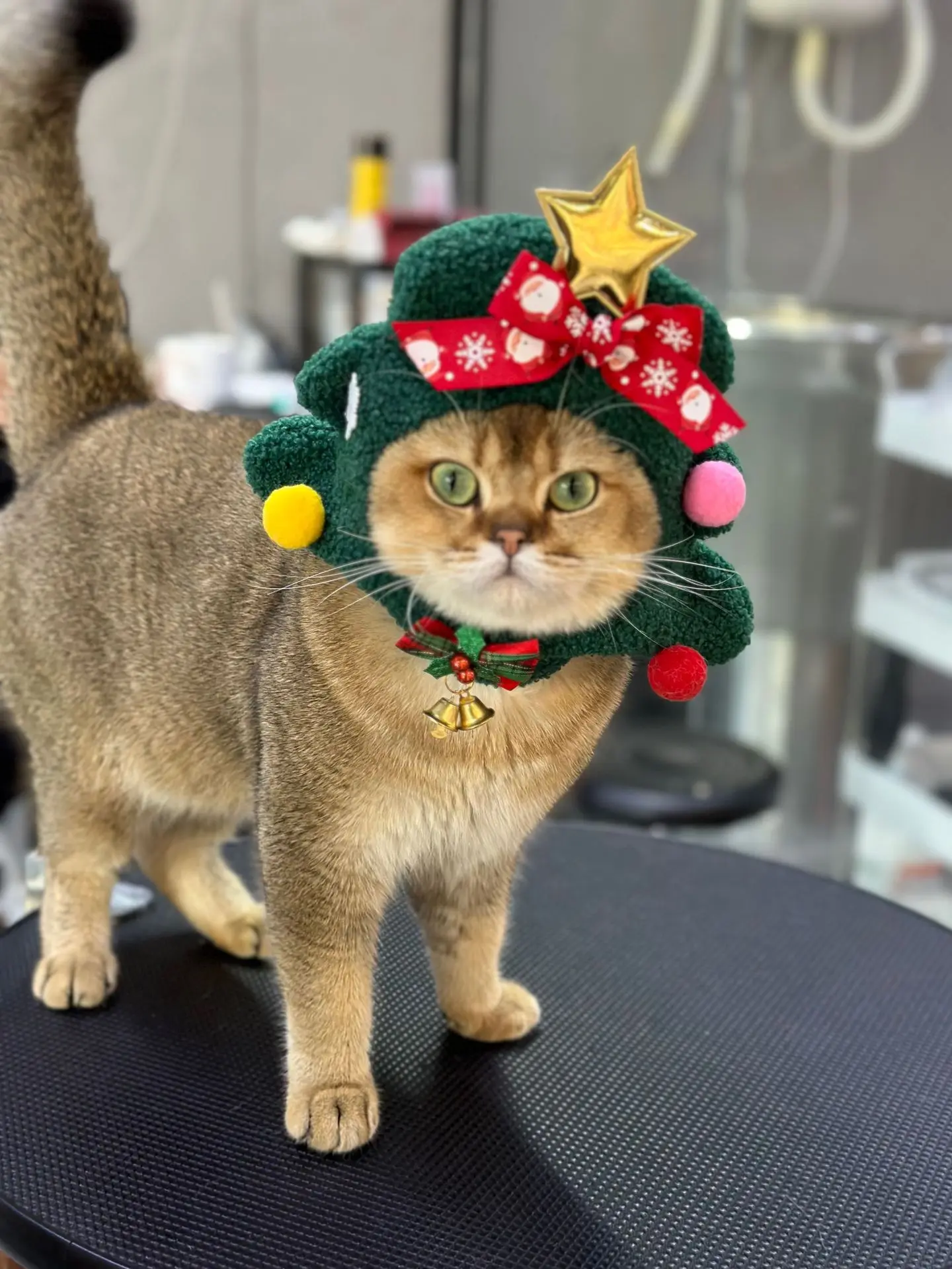 Chapeau de Noël Arbre de Noël | Bouledogue Français | Chat | Luxe - 2025 - Vêtement et accessoires pour chiens - Doglovedesign