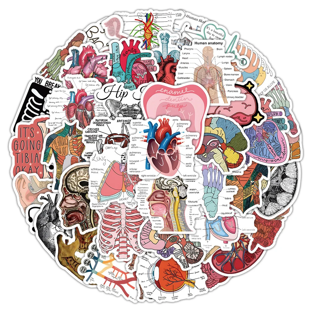

10/30/50pcs Biological Anatomy Human Organs Viscera Physiology Stickers Waterproof Graffiti Stationery Scrapbooking Cool Sticker