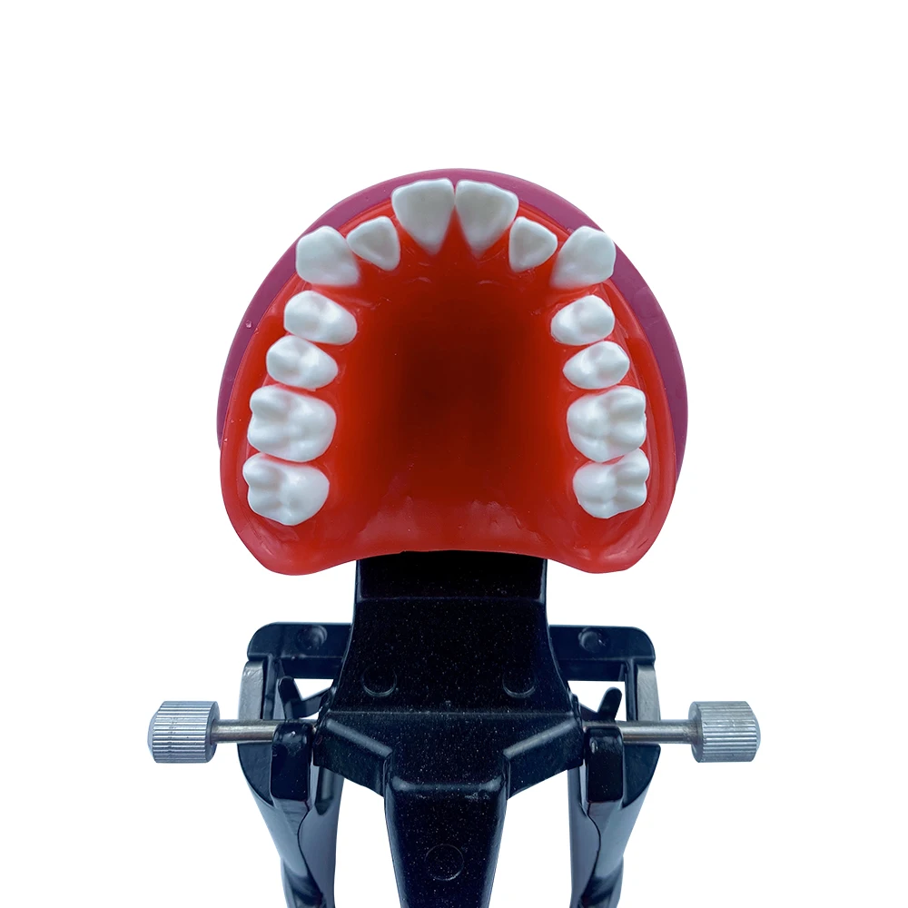 Dental Orthodontic Model Typodont Teeth Model For Dental Technician
