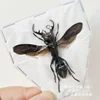 Real Insect Specimen Beetle Scarabaeidae Hornet Ants Student Observation Handicraft Collection Gift Home Decoration Taxidermy 1