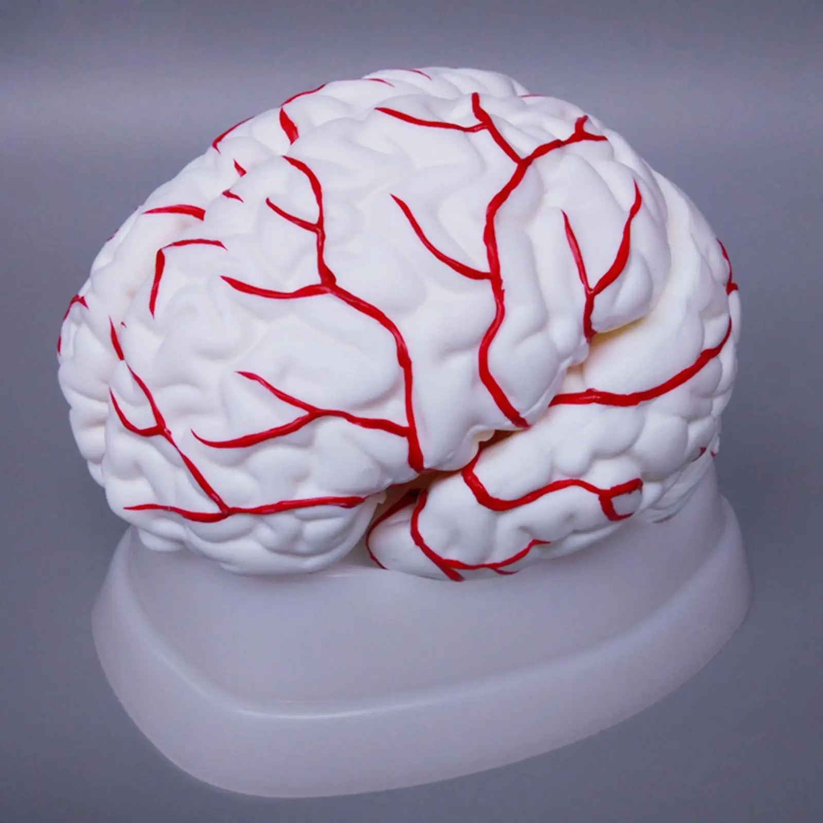 

8 Parts Human Brain With Artery Fully Dissected Model for Medical Study Natural