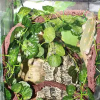 Vigne artificielle pour escalade de reptiles,plantes avec feuilles pour le repos des lézards et des caméléons, terrarium de décoration 3